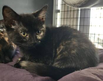 Bonita -  Domestic Short Hair Cat Available for Adoption in Albemarle, North Carolina - Bonita | PetCurious