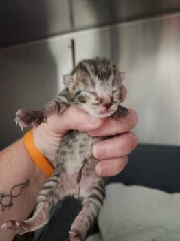 Rescue Domestic Short Hair Cats for Adoption in Republic, Missouri - Maze | PetCurious