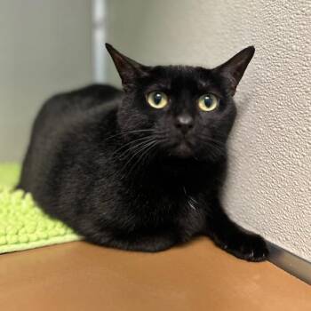 Mystique -  Domestic Short Hair Cat for Adoption in Stafford, Virginia - Mystique | PetCurious