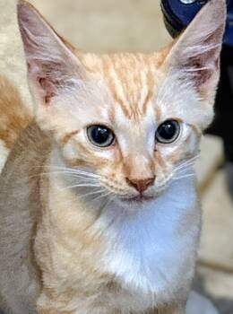 Tora -  Domestic Short Hair Cat for Adoption in Honolulu, Hawaii - Tora | PetCurious