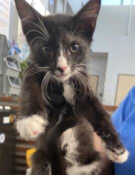 MICHELANGELO -  Domestic Short Hair Cat for Adoption in Dallas, Texas - MICHELANGELO | PetCurious