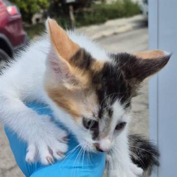 PEACH -  Domestic Short Hair Cat for Adoption in San Antonio, Texas - PEACH | PetCurious