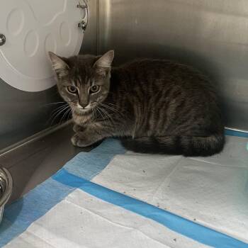 Regina -  Domestic Short Hair Cat for Adoption in Richmond Hill, Georgia - Regina | PetCurious