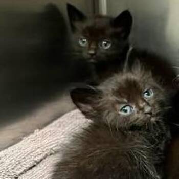 Affogato (pink) -  Domestic Short Hair Cat for Adoption in Redwood City, California - Affogato (pink) | PetCurious