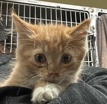 Rescue Domestic Short Hair Cats for Adoption in Spartanburg, South Carolina - Roll | PetCurious