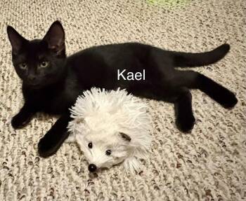 Kael -  Domestic Short Hair Cat for Adoption in Claresholm, Alberta - Kael | PetCurious