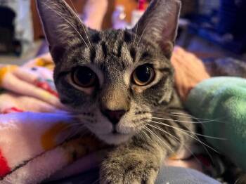 Domestic Short Hair Cats Available for Adoption - Jinx | PetCurious
