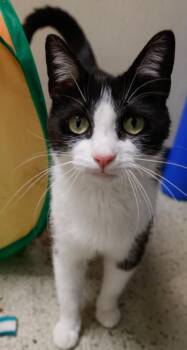 Puddles -  Domestic Short Hair Cat for Adoption in Verona, Wisconsin - Puddles | PetCurious