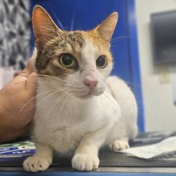 Domestic Short Hair Cats Available for Adoption in Wahiawa, Hawaii - Nicole | PetCurious