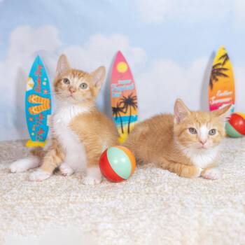 Nisrine -  Domestic Short Hair Cat for Adoption in Durham, North Carolina - Nisrine | PetCurious