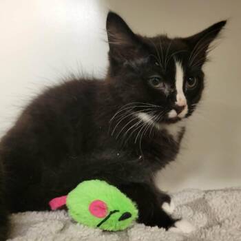 Domestic Short Hair Cats Available for Adoption in Columbia, Missouri - Lemongrab | PetCurious