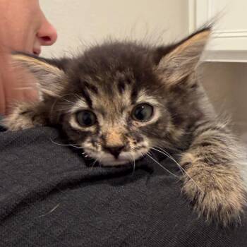Poof Ball -  Domestic Long Hair Cat for Adoption in Midland, Texas - Poof Ball | PetCurious