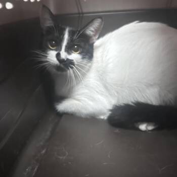 Cream -  Domestic Short Hair Cat for Adoption in Yuma, Arizona - Cream | PetCurious