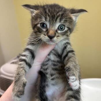Domestic Short Hair Cats Available for Adoption in Wilmington, Delaware - Bonkers | PetCurious