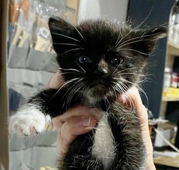 Rescue Domestic Short Hair Cats for Adoption in Port Washington, Wisconsin - Storm | PetCurious