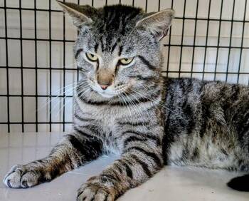 Domestic Short Hair Cats Available for Adoption in St. Augustine, Florida - Jude | PetCurious