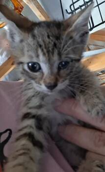 Moreno -  Domestic Short Hair Cat for Adoption in Olney, Illinois - Moreno | PetCurious