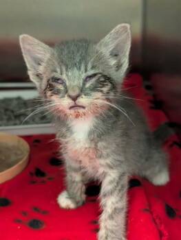 STEVIE -  Domestic Short Hair Cat for Adoption in Dallas, Texas - STEVIE | PetCurious