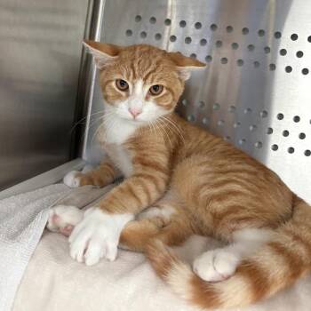 All That -  Domestic Short Hair Cat for Adoption in Pittsburgh, Pennsylvania - All That | PetCurious