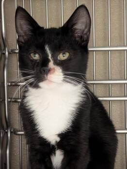 Punk Rock -  Domestic Short Hair Cat for Adoption in Vancouver, Washington - Punk Rock | PetCurious