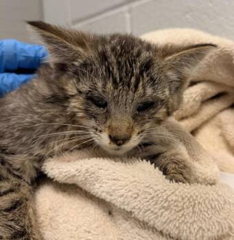 Spork -  Domestic Short Hair Cat for Adoption in Golden, Colorado - Spork | PetCurious