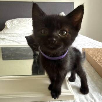 Shrimp -  Domestic Short Hair Cat for Adoption in Woodinville, Washington - Shrimp | PetCurious