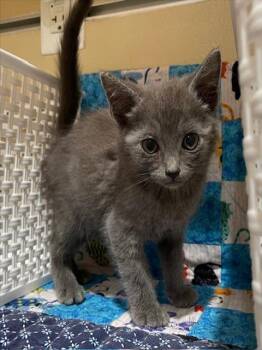 Domestic Short Hair Cats Available for Adoption - ROBBY | PetCurious