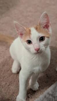 Apollo -  Domestic Short Hair Cat for Adoption in Garner, North Carolina - Apollo | PetCurious