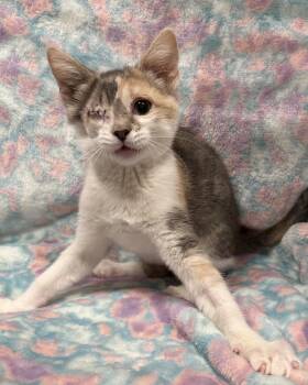 Eyeleen -  American Shorthair Cat for Adoption in Marvin, North Carolina - Eyeleen | PetCurious
