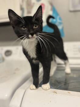 Ebi -  Tuxedo Cat for Adoption in Hoffman Estates, Illinois - Ebi | PetCurious