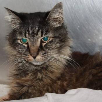 Trolley Car -  Domestic Long Hair Cat for Adoption in Richmond, Virginia - Trolley Car | PetCurious