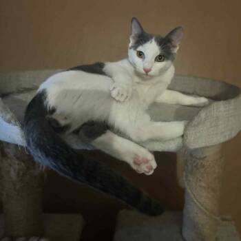 Domestic Short Hair Cats Available for Adoption - Onion | PetCurious