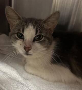 Belinda -  Domestic Short Hair Cat for Adoption in Cincinnati, Ohio - Belinda | PetCurious