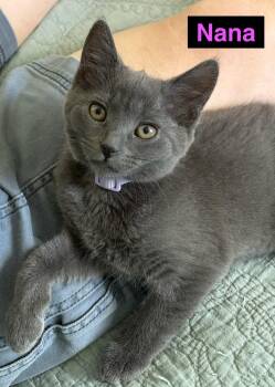 Nana -  Russian Blue and Domestic Short Hair Cat for Adoption in Washington Township, New Jersey - Nana | PetCurious
