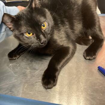 Domestic Short Hair Cats Available for Adoption - Cello | PetCurious