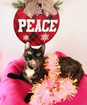 Rescue Tortoiseshell Cats for Adoption in Miami, Arizona - Holly Snowberry | PetCurious