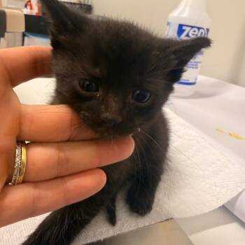 Gobi -  Domestic Short Hair Cat for Adoption in Chattanooga, Tennessee - Gobi | PetCurious