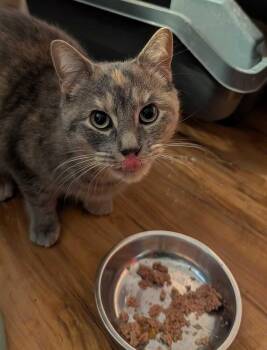 Domestic Short Hair Cats Available for Adoption - Mars | PetCurious