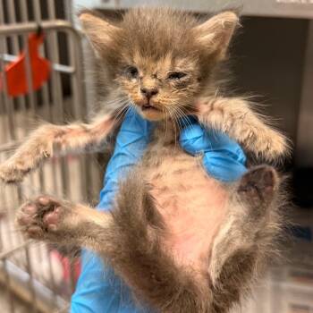 Sophia -  Domestic Short Hair Cat for Adoption in Edinburg, Texas - Sophia | PetCurious