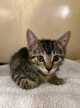 SQUEAKY -  Domestic Short Hair Cat for Adoption in Fort Myers, Florida - SQUEAKY | PetCurious