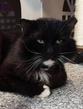 Domestic Long Hair Cats Available for Adoption - Floofy Cedeno * IN FOSTER * | PetCurious