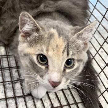 Lindsey -  Domestic Short Hair Cat for Adoption in Des Moines, Iowa - Lindsey | PetCurious