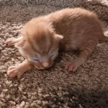 Galaxy -  Domestic Short Hair Cat for Adoption in Jefferson City, Tennessee - Galaxy | PetCurious