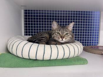 Lila -  American Shorthair and Tabby Cat for Adoption in Herndon, Virginia - Lila | PetCurious