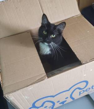 Rescue Domestic Long Hair and Tuxedo Cats for Adoption in Lemont, Illinois - Bellatrix | PetCurious