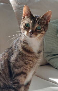 Rescue Domestic Short Hair and Tabby Cats for Adoption in Traverse City, Michigan - Tiny | PetCurious