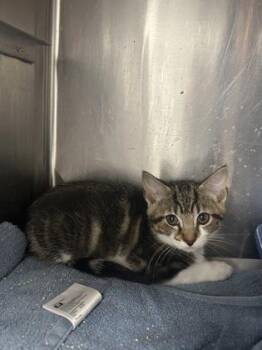 Roland -  Domestic Short Hair Cat for Adoption in Houston, Texas - Roland | PetCurious