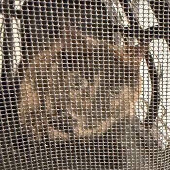 Dakota -  Domestic Short Hair Cat for Adoption in Philadelphia, Pennsylvania - Dakota | PetCurious