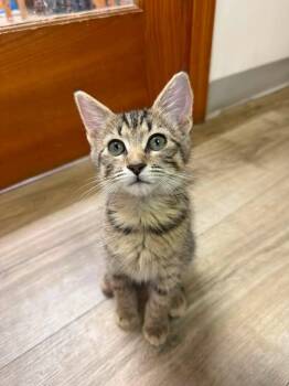 Belle -  Domestic Short Hair Cat for Adoption in Wilmington, North Carolina - Belle | PetCurious