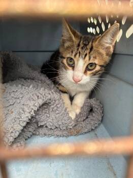 Aiden -  Domestic Short Hair Cat for Adoption in Mobile, Alabama - Aiden | PetCurious